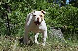 BOULEDOGUE AMERICAIN 029